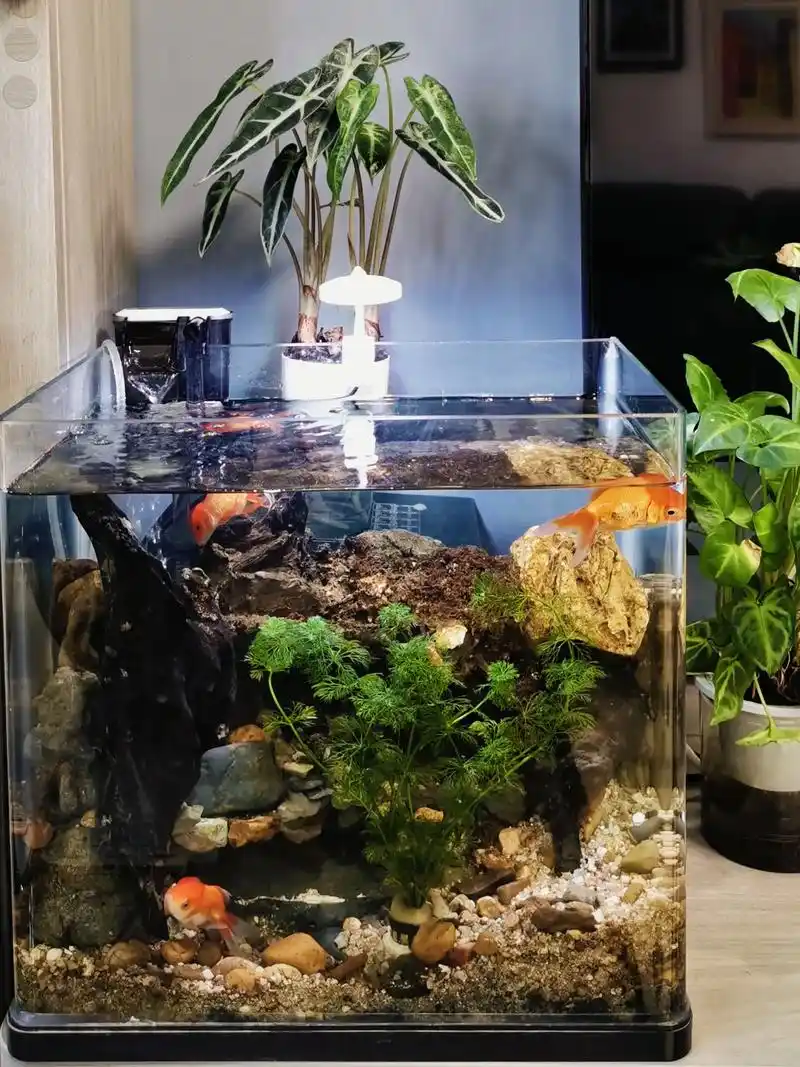 我家的治"鱼"小角落.家里有两个小鱼缸,一缸在客厅电视旁,一 - 抖音