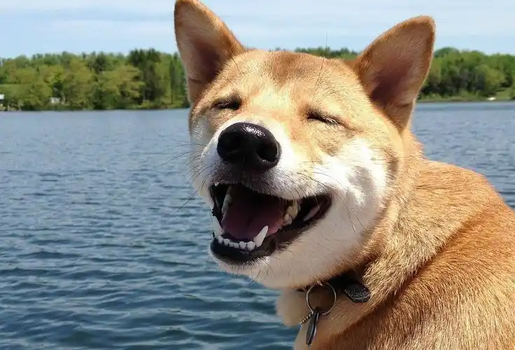 笑容还没来得及收住,我就哭了~_狗狗_网友_柴犬