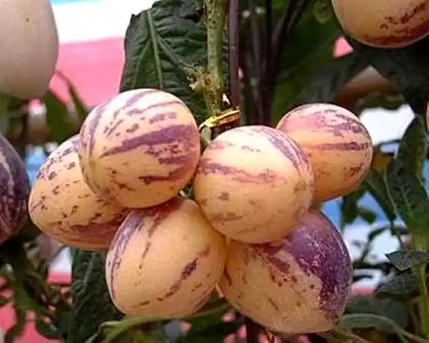 新西兰的人参果,又名长寿果,是一种名副其实地水果,营养价值比较高.