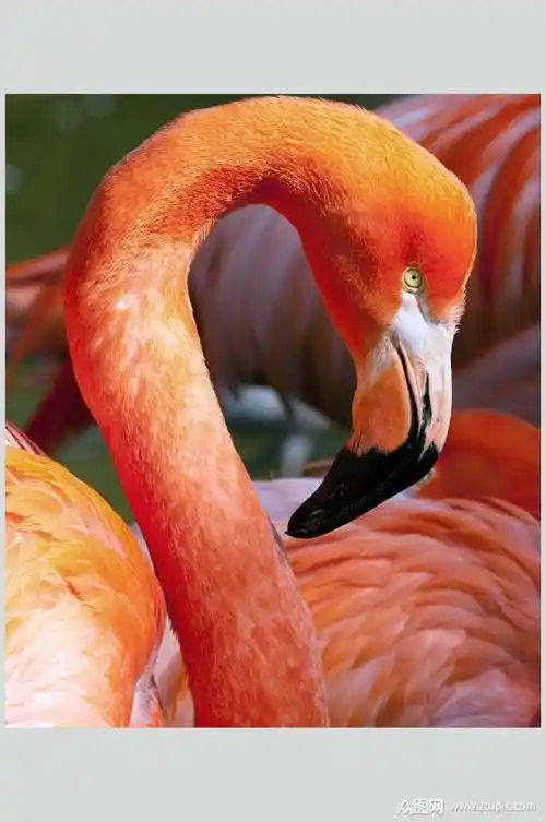 火烈鸟高清摄影图片