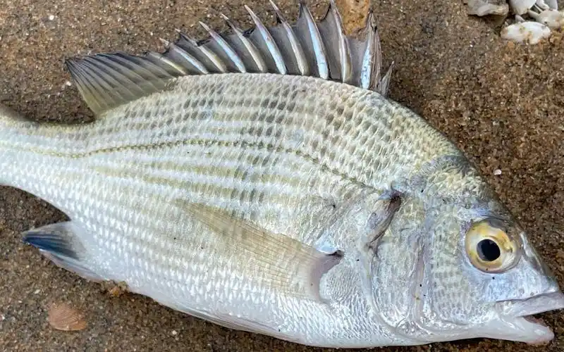 大庆赶海,随着潮水发现活蹦乱跳的海鲫鱼,还有比手大的海葵_哔哩哔哩