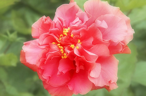 灵签占卜三朵大红花哪一朵最好看测出未来这辈子你大概会有几套房