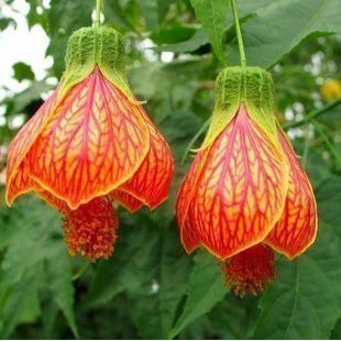 灯笼花风铃扶桑花纹瓣悬铃花金铃花盆栽苗风玲花植物倒挂金钟花卉