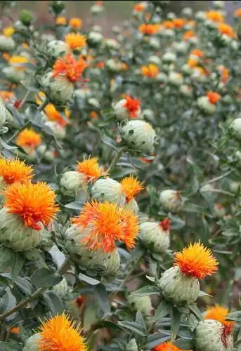 中药红花长于何种植物