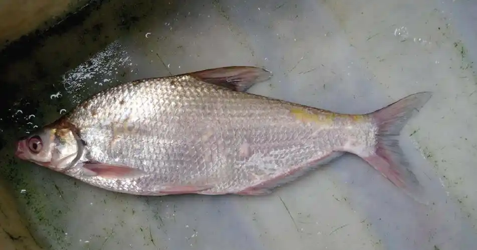 经济动物 正文 【分类地位】鲤形目,鲤科,鲌亚科,鳊属【俗 名】鳊鱼
