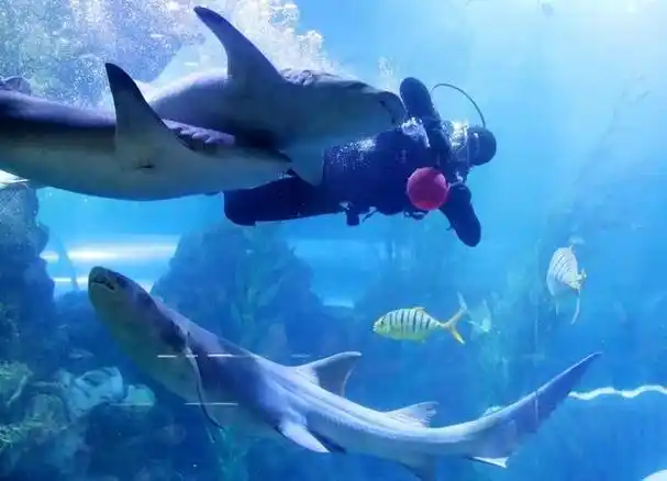 青岛:鱼翔龙舞,海底世界看精彩|舞龙|海洋馆|动物园