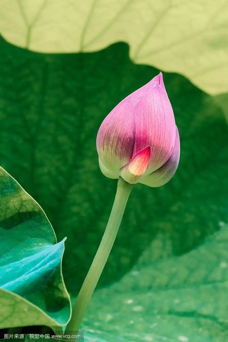 一朵粉红色的荷花花骨朵