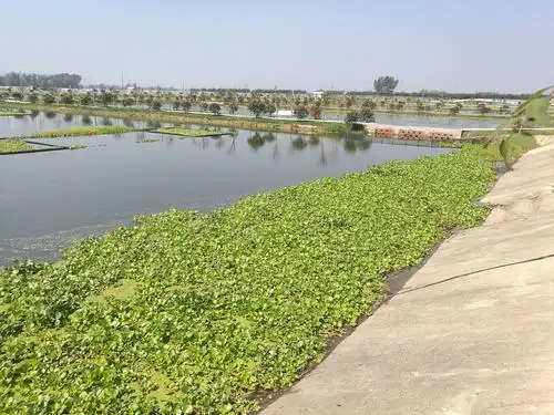 池塘养殖尾水净化