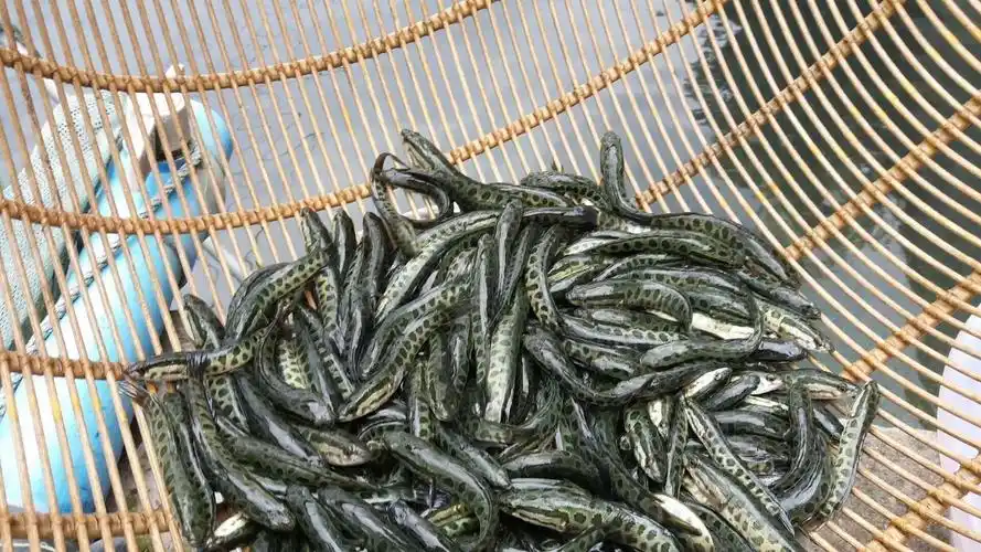 黑鱼鱼苗本地乌鱼苗一两左右可送货上门保质保量