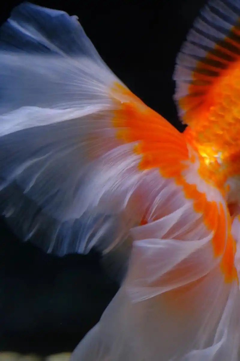 鱼之舞 看着金鱼活跃地游玩,轻盈的鱼尾如同舞裙,随着动线和水 - 抖音