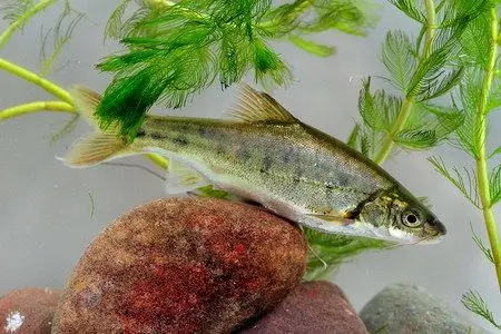 生活在淡水里的,一般井里,岩洞水会有这样的鱼,但是不知道名字,会持续