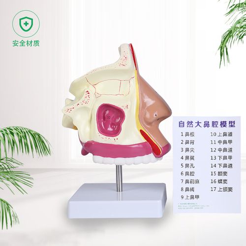 放大鼻腔模型 鼻腔解剖 鼻子模型 五官科 眼耳鼻咽喉 医用模型 包