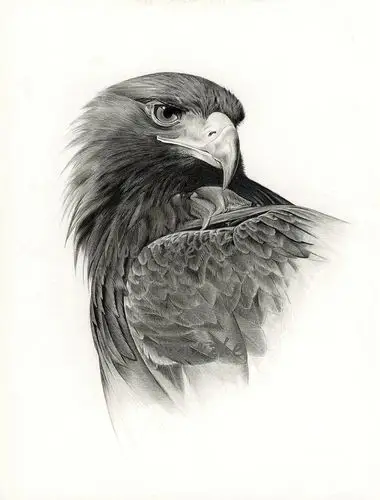 5 x 27 cm 67676767纸上素描北京|艺术工作者翁哲画动物