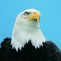 微信头像飞翔的雄鹰点击鼠标右键下载