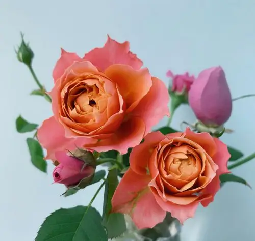 花苗玫瑰半岛欧月那不勒斯月季月季花多分v9方盆观叶