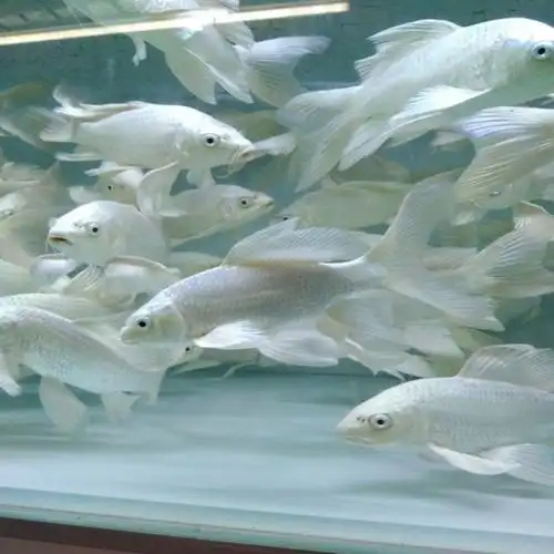 白金龙凤锦鲤金鱼活体宠物鱼风水鱼冷水鱼淡水鱼观赏鱼9月6日发完白金