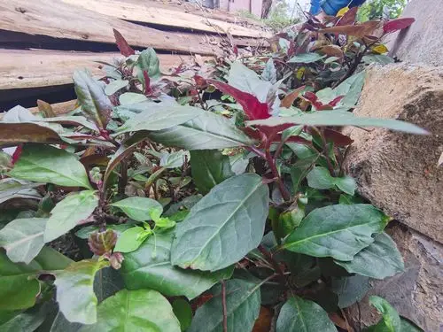 紫背菜,又叫紫背天葵.喜生村前屋边,菜地边等.