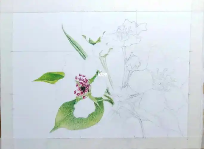 彩铅手绘  #彩铅画日常  #梨花  #红盒辉柏嘉