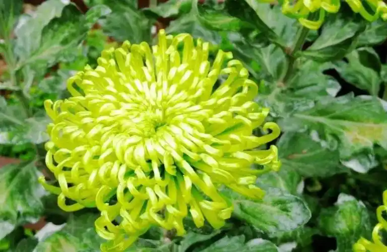 绿牡丹菊花——菊中第一绿