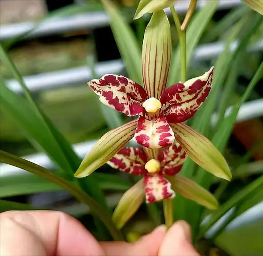 宝岛仙女兰花非常的好养,这也是建兰的主要特点之一,根系发达,枝叶