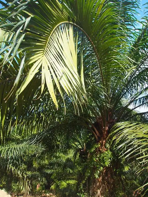马来西亚棕榈树