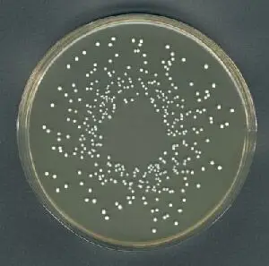 乳酸菌微观形态图片!