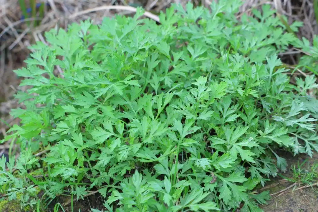 艾蒿图片图野艾蒿能吃吗(农民朋友们非常讨厌,却不知它有4大妙用)