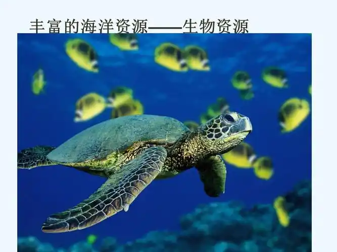海洋资源及其分类ppt