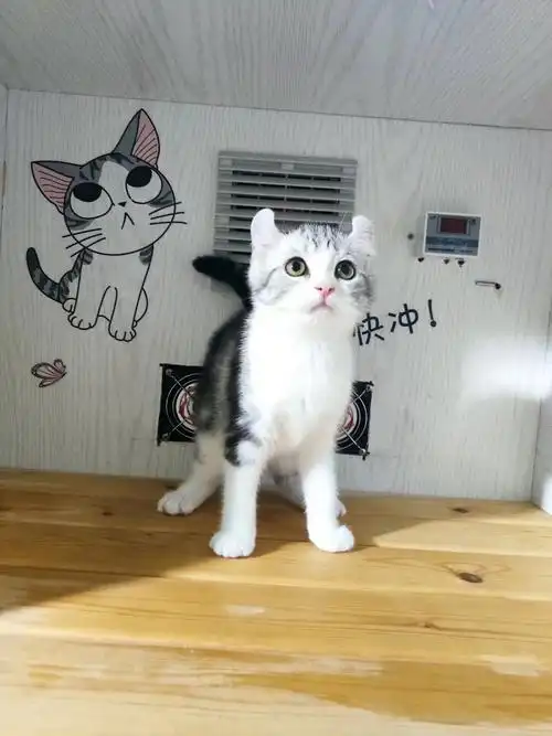 自家养的美短卷耳还有立耳,正在找有缘铲屎官