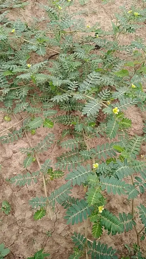 ⑧《福建民间草药》:"凉血止血,消炎退肿.