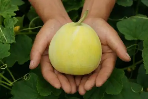 每天限量4000个一到中午就卖光泰州辛传伟种的小香瓜为什么火