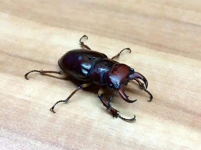 卡普雷欧深山锹形虫