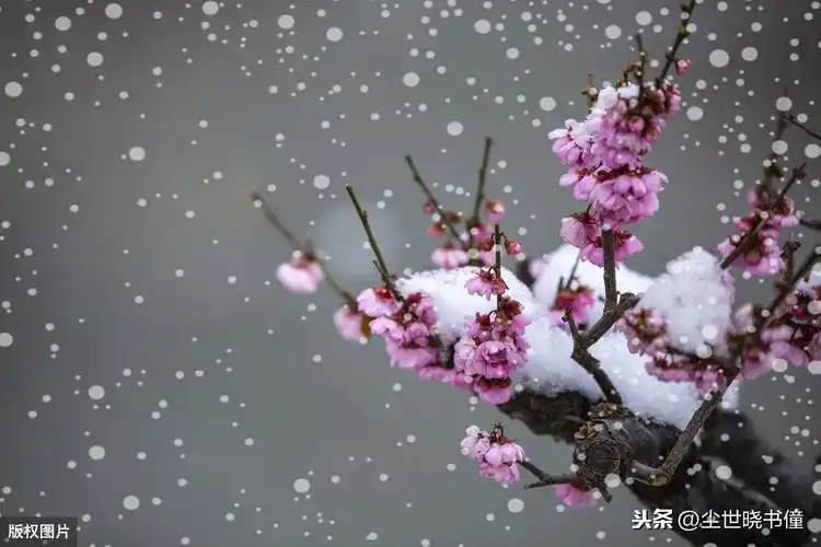 雪中的梅花品格高尚梅花的品格是什么