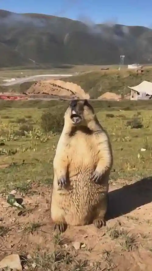 土拨鼠是这样叫的不是配音哦