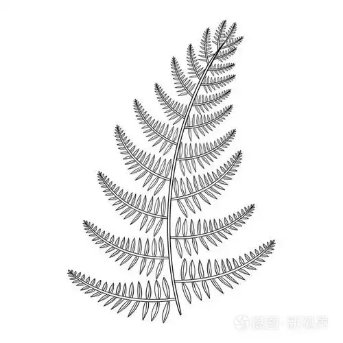 带状矢量男性蕨类植物纹身在博霍希普斯特风格或