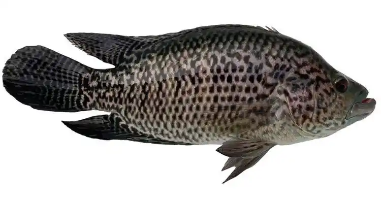 厂家供应淡水鱼苗 花斑鱼苗 淡水石斑鱼苗养殖 鱼苗批