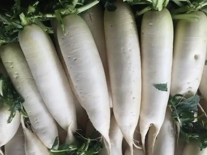 雪梨白萝卜葱姜水的功效与作用_无花果干雪梨水功效与作用_葱根白菜根