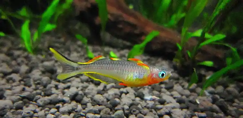 霓虹燕子红翅型的哈哈