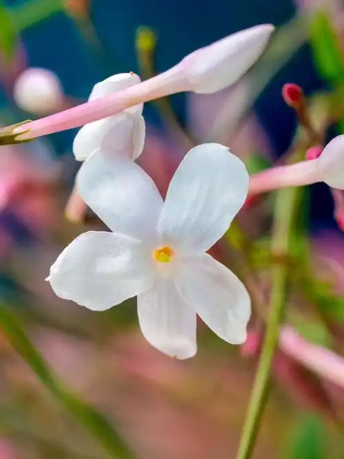 4月上旬的多花素馨鸡爪花
