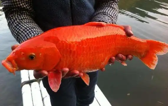 红鲤鱼能吃吗,怎么挑红鲤鱼_小狼观天下