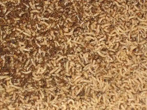 蝇蛆的生产性养殖管理