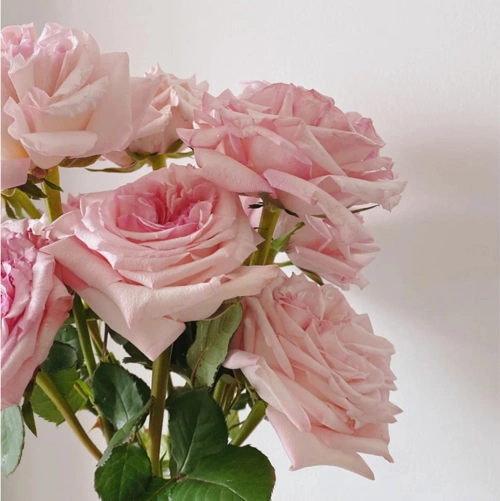 攻略 | 最全粉色系玫瑰攻略,七夕节用粉色俘获你的少女心!