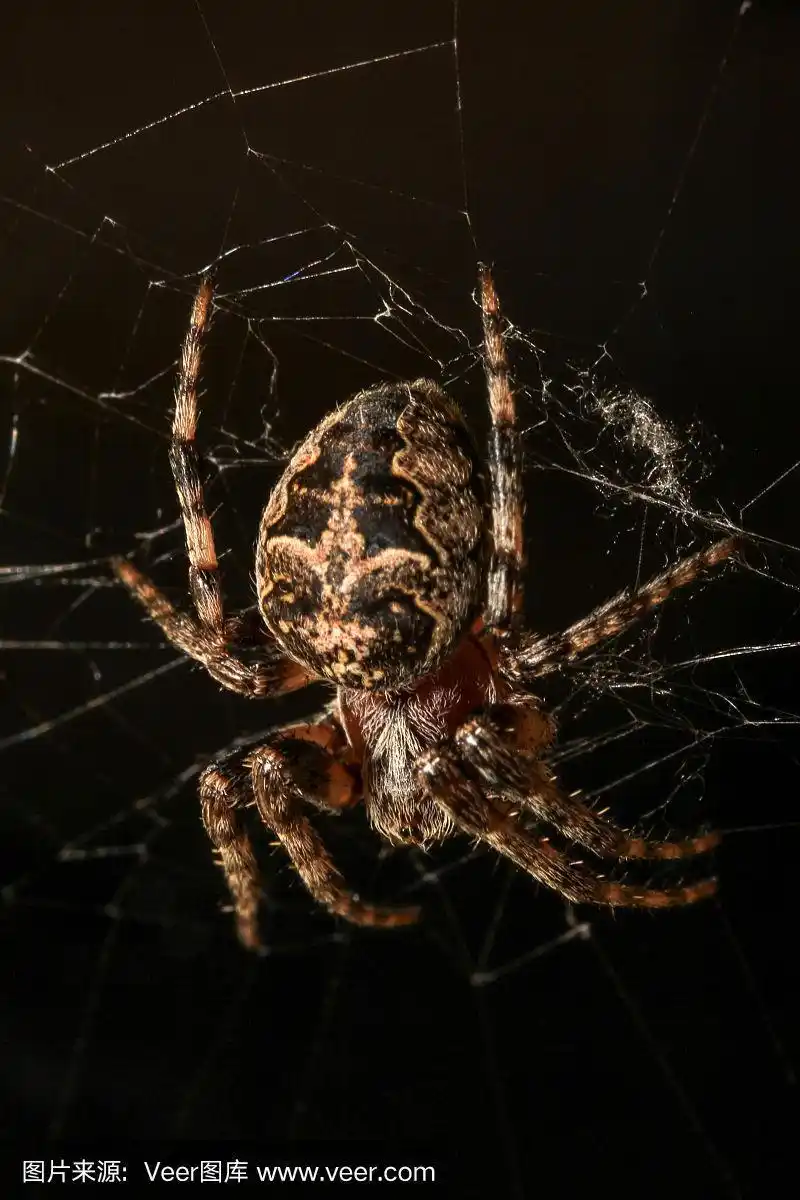十字架上的蜘蛛