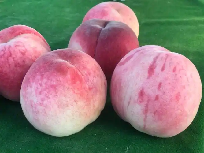 大久保桃子嘎嘎甜呐