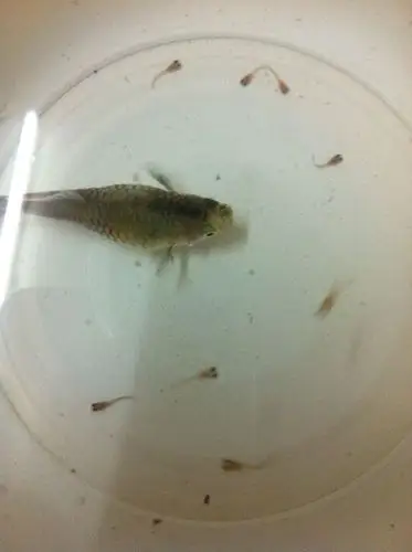 又下鱼了 我鱼缸里就这么一个鱼 和三个蛤蟆 还有两个六角恐龙 它老公