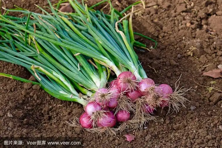 土壤上的小洋葱