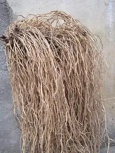 野生老牛尾结菜蕨菜大通根大伸筋草去风湿性关节炎强筋骨