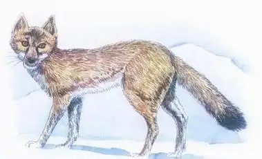 南加利福尼亚猫狐