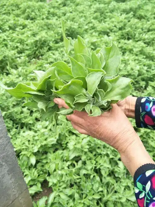 新鲜非洲冰草冰菜冰叶沙拉菜叶菜四斤冰草酱