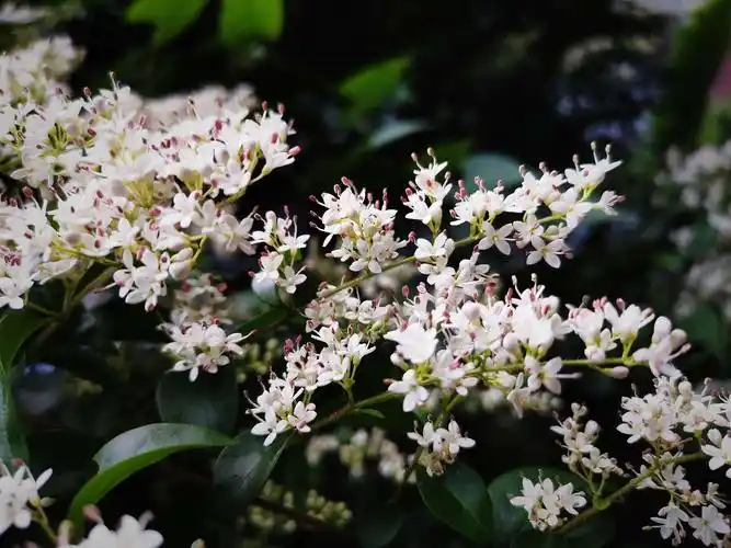 小叶冬青(手机随拍)